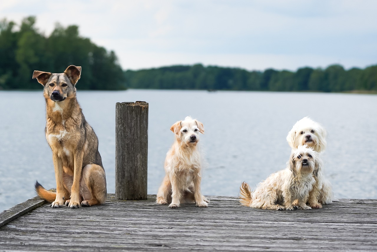 Rasy psów i cechy charakterystyczne