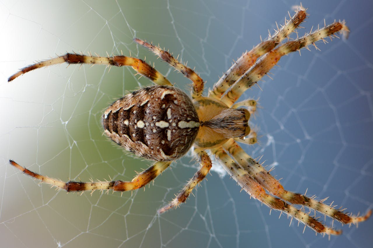 najbardziej jadowity pająk w polsce